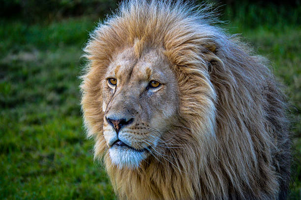 istock Close up of a Lion 502553586