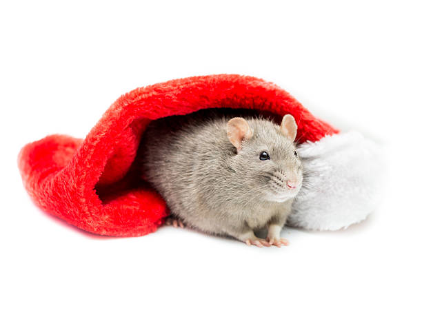 istock Gray Rat Under Christmas Stocking 502553854