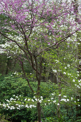 Dogwoods, Redbuds, blooming