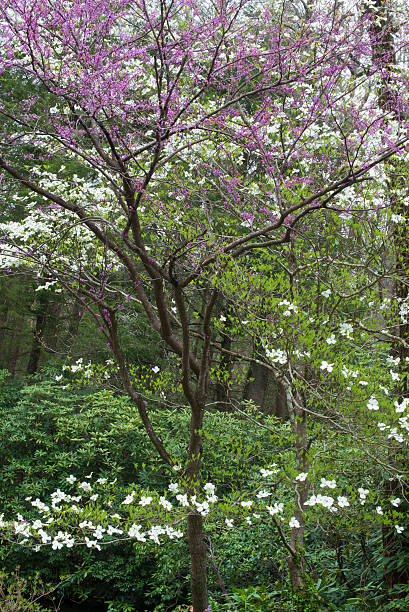 Vertical-lush Dogwood blooms and Redbud blooms together. Dogwoods, Redbuds, blooming dogwood trees stock pictures, royalty-free photos & images