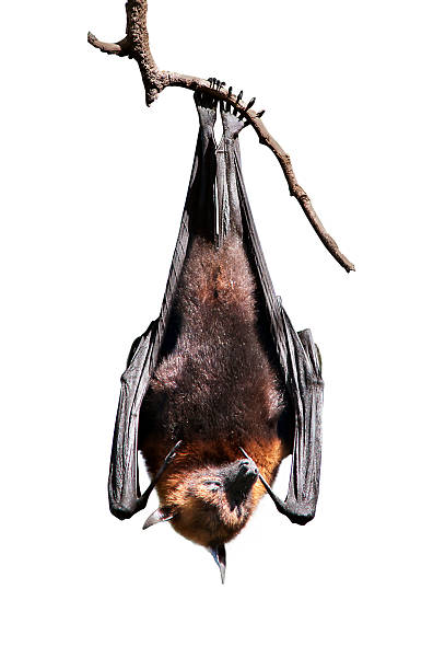 istock Portrait of Lyle's flying fox 502554432