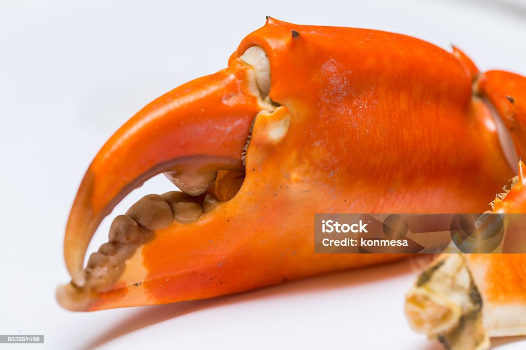 Crab 2015 Stock Photo