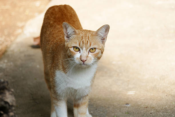 istock yellow cat with yellow eye 502556614