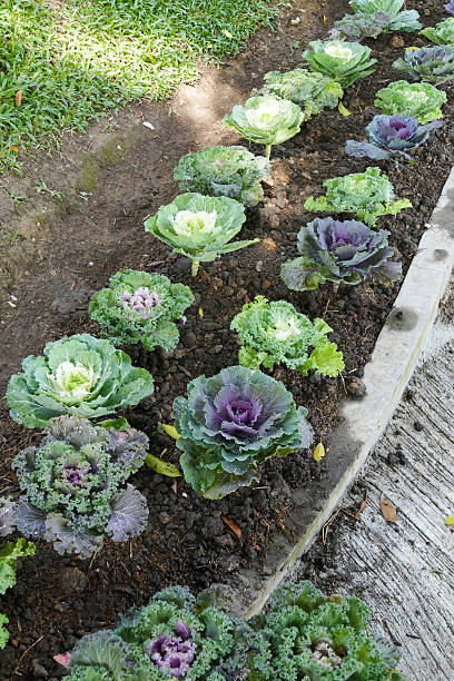 istock cabbage in the vegetable farm 502557020