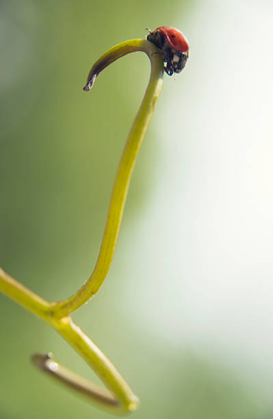 Red Ladybird stock photo