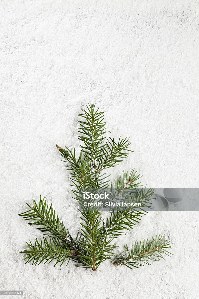 fir tree on snow branches of fir lying in snow Bright Stock Photo