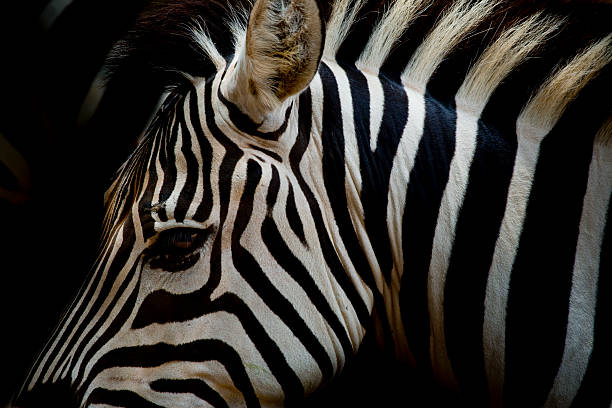 istock Headshot of a Burchell's Zebra 502558691
