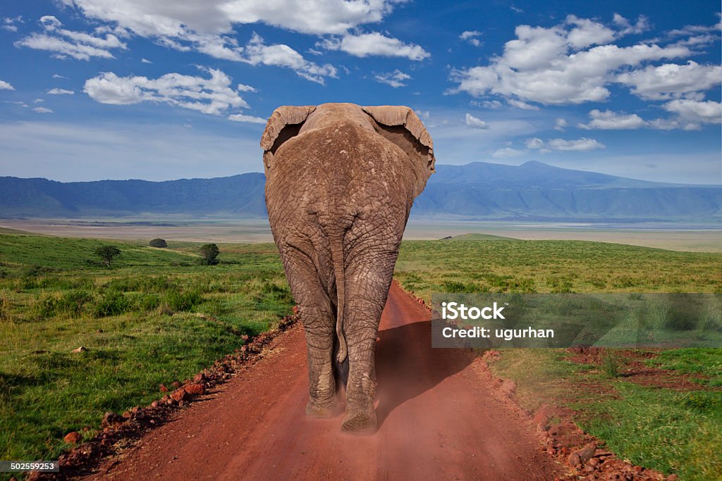 Elephant African elephant from behind, walking earth road. Elephant Stock Photo