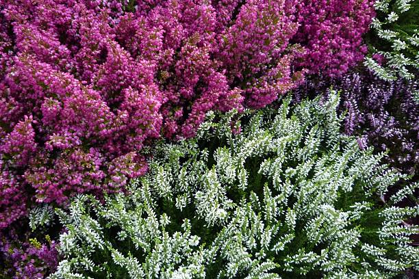 istock Background purple and white heather 502559393