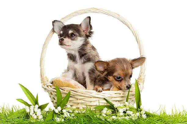 lChihuahua puppies. ovely puppy s.  portrait of puppies in a basket in front of white background