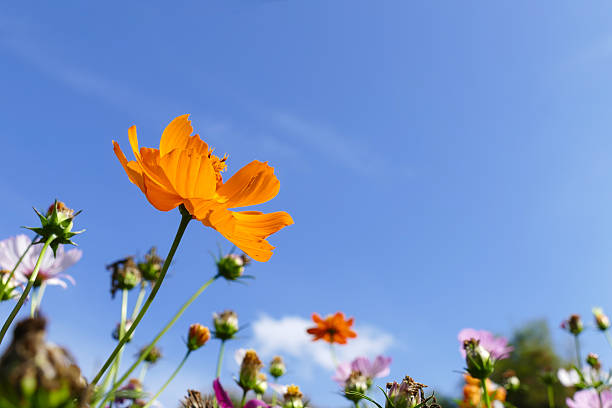 istock cosmos flower meadow with blue sky 502560514