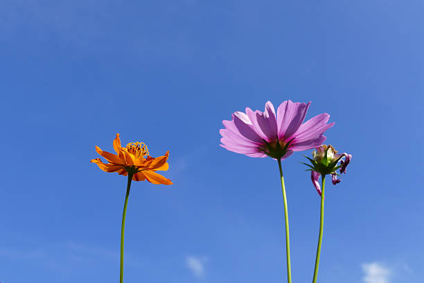 istock cosmos flower meadow with blue sky 502560572