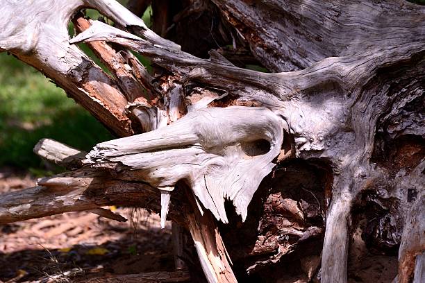 istock Dried out beautiful brown and white tree 502560662