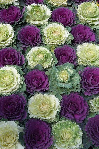 istock Purple and white ornamental cabbages 502560989