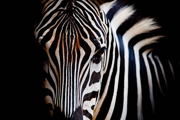 ritratto di zebra di burchell - burchellii foto e immagini stock