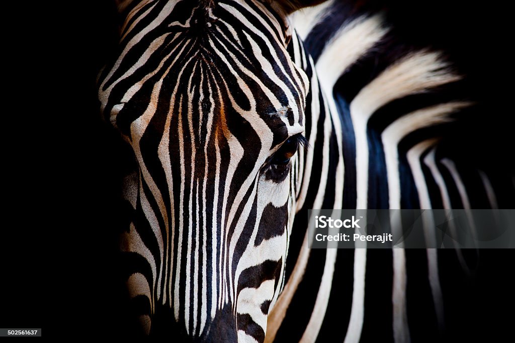 Headshot of a Burchell's Zebra Zebra Stock Photo