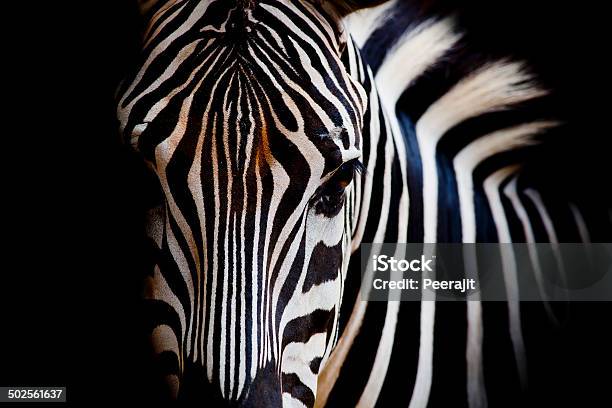 Headshot Of A Burchells Zebra Stock Photo - Download Image Now - Zebra, Africa, Namibia