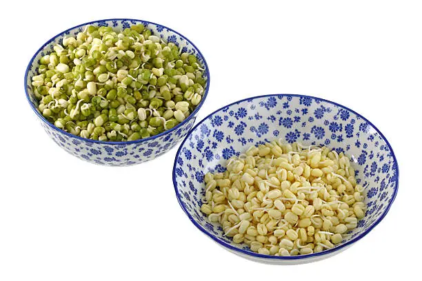 Photo of Mung Bean (Green gram) Sprouts