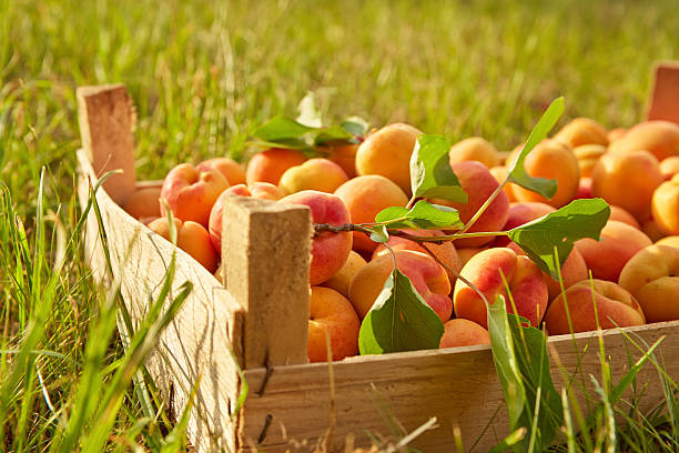 istock Old wooden box with apricots 502562033