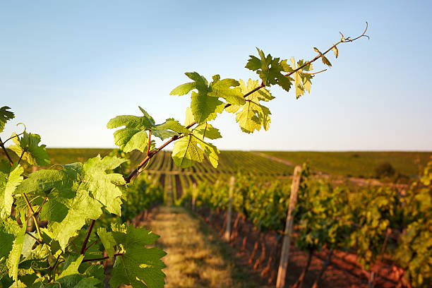 istock Photo vine leaves in the background view on vineyard 502562037