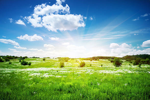 istock Green field with flowers 502562235