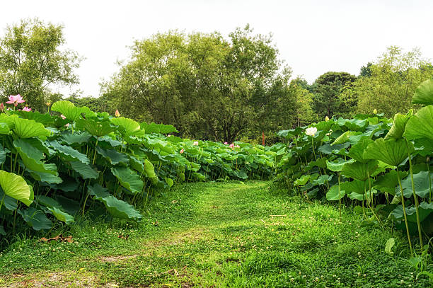 Lotus flower pond in Buyeo, South Korea. Taken during lotus flower festival