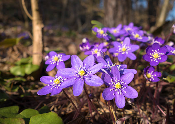 hepatica nobilis liverleaf primavera flor macro, blaveis noruega - nobilis fotografías e imágenes de stock