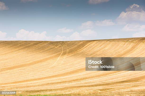 Nubes Trigo Planta Y Sombra Foto de stock y más banco de imágenes de Agricultura - Agricultura, Aire libre, Alimento