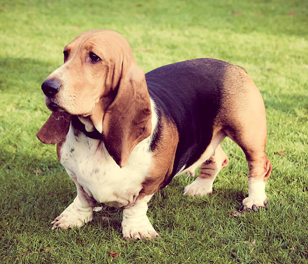 basset hound mit ihrem instagram - saussage stock-fotos und bilder