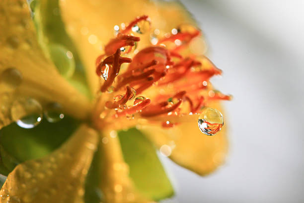 istock Ochna integerrima (Lour.) Merr.,Micky mouse plant 502564413