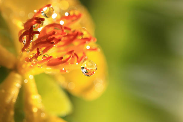 istock Ochna integerrima (Lour.) Merr.,Micky mouse plant 502564423