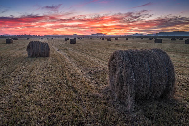 istock Sunrise Farmland 502564761