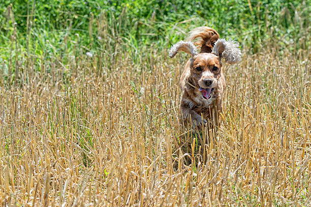 istock puppy dog cocker spaniel running to you 502564885