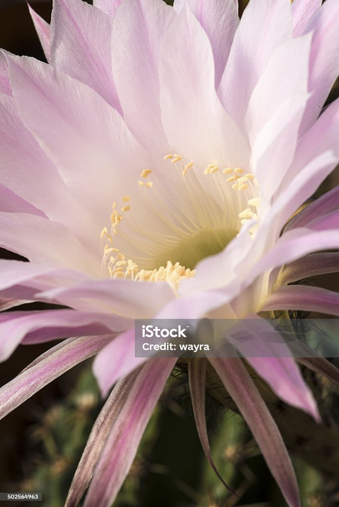 Zbliżenie Echinopsis Spachiana Kaktus kwitnienia - Zbiór zdjęć royalty-free (Bez ludzi)