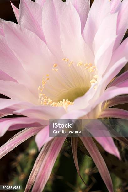 Zbliżenie Echinopsis Spachiana Kaktus Kwitnienia - zdjęcia stockowe i więcej obrazów Bez ludzi - Bez ludzi, Botanika, Egzotyka