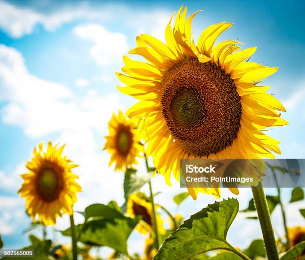 Beautiful Sunflowers Stock Photo - Download Image Now - Agricultural Field, Agriculture, Awe