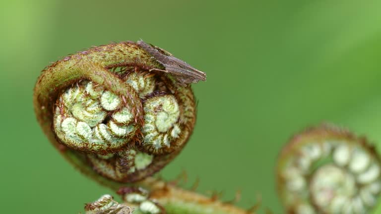 monkey grasshopper on young fern shoot