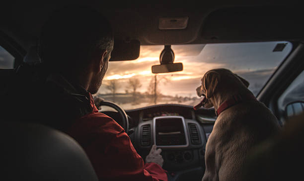 istock Labrador in the car on the front seat 502573660