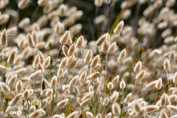 istock Fluffy yellow, white grass in the sun 502573864
