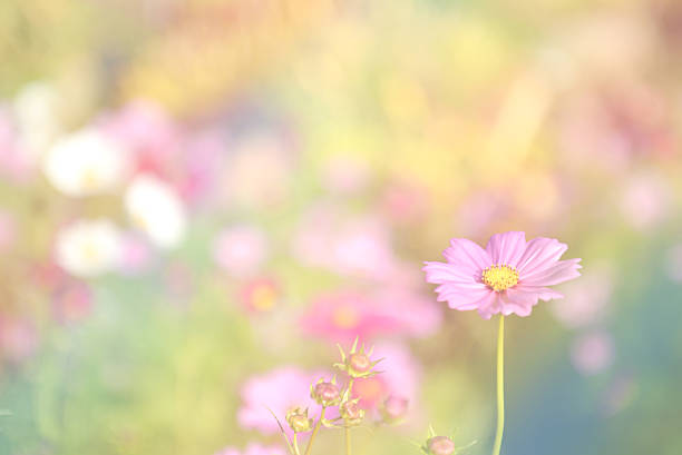 istock Soft focus flower in mixed colorful mode. Digital effects colorf 502573888