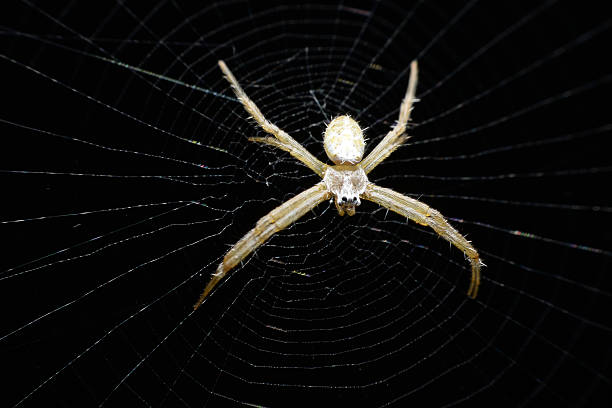 istock Spider on area wildlife sanctuary in Thailand. 502574380