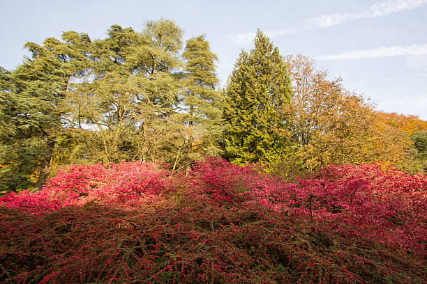 istock Westonbirt Arboretum in Gloucestershire, England 502578680