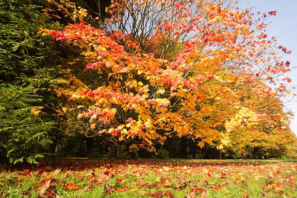 Photo of Westonbirt Arboretum in Gloucestershire, England