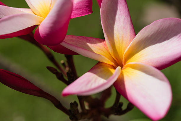 istock Pink Plumeria flower in sunny day 502580168