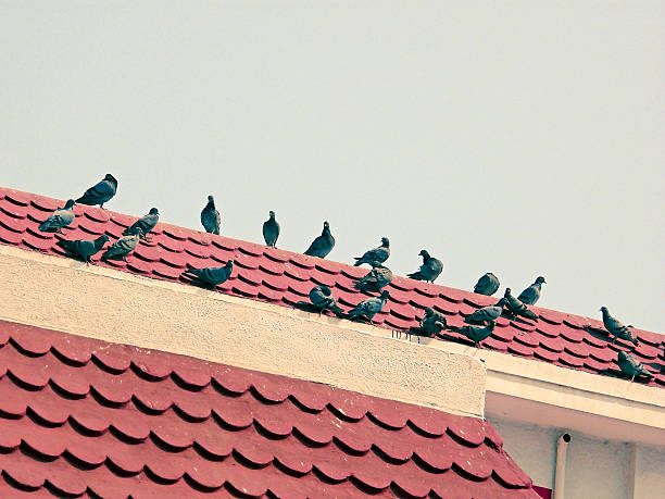 istock Pigeons seating on a roof 502580508
