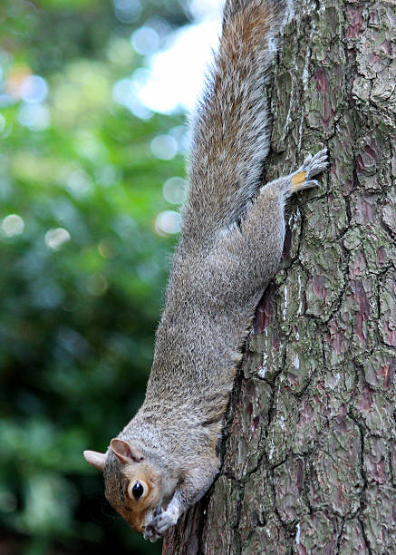 istock Image of Eastern grey squirrel climbing / eating nut, Sciurus carolinensis 502580733