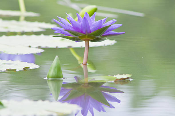 istock beautiful waterlily or lotus flower. 502581279