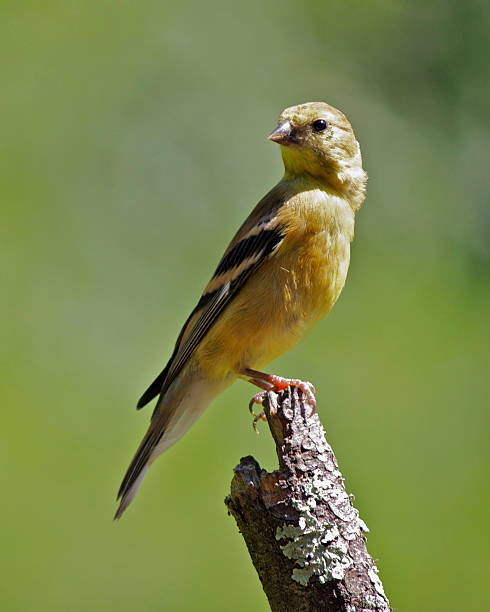 femmina goldfinch - american goldfinch gold finch bird branch foto e immagini stock