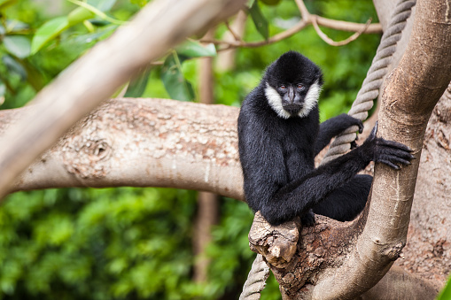 The northern white-cheeked gibbon is a species of gibbon native to South East Asia. It is closely related to the southern white-cheeked gibbon, with which it was previously considered conspecific.