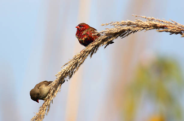 pair of Red avadavat.